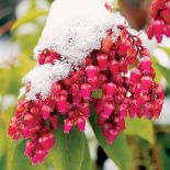 Pieris japoński – odmiany, pielęgnacja i uprawa w ogrodzie