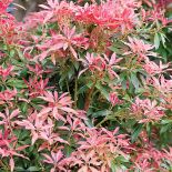 Pieris japoński zielony zimą