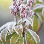 Pieris japoński zielony zimą