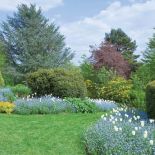 Pierwsze pszczoły wabi cudnym zapachem narcyz Jack Snipe i niewinnie wyglądający narcyz biały.