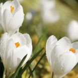 Krokus wiosenne kwiaty w ogrodzie