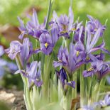 Irysy wiosenne kwiaty w ogrodzie