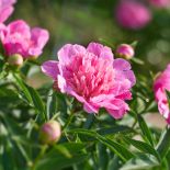 piwonia peonia w ogrodzie