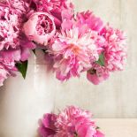 piwonia peonia bukiety