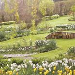 Milion i jeden narcyzów