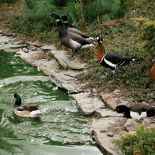 Po stawie pływają różne gatunki kaczek i gęsi (kaczki czernice, bernikle rdzawoszyje i obrożne).