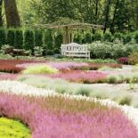 Pod zwisającą koroną wiązu odmiany ʹCamperdowniiʹ powstała niespotykana altana.