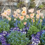 Pojedyncze wczesne tulipany (‘Apricot Beauty’) w towarzystwie bratków, niezapominajek oraz szafirków.