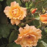 Jesienne róże RÓŻA AUTUMN SUNSET