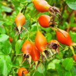 Pomarańczowe rośliny w jesiennym ogrodzie