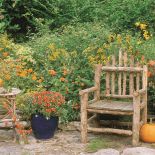 AKSAMITKI pomarańczowe rośliny ogrodowe