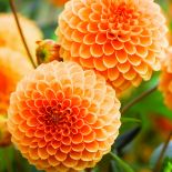 pomarańczowe kwiaty w ogrodzie