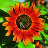 Rośliny o kwiatach pomarańczowych