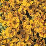 DZIELŻAN pomarańczowe kwiaty ogrodowe