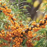 Pomarańczowe rośliny ogrodowe ROKITNIK