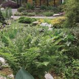 Ten ogród robi to, co chce: naturalnie zaaranżowany ogród blisko lasu