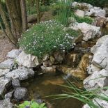 Ten ogród robi to, co chce: naturalnie zaaranżowany ogród blisko lasu