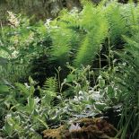 Ten ogród robi to, co chce: naturalnie zaaranżowany ogród blisko lasu