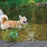 Ten ogród robi to, co chce: naturalnie zaaranżowany ogród blisko lasu