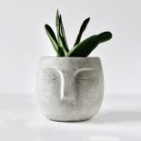 prezent na święta dla miłośniczki roślin