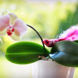 Pomysł nie jest zwyczajny, bo bombki kojarzą nam się raczej ze Świętami Bożego Narodzenia.