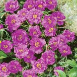 portulaka w ogrodzie