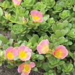 Portulaka - uprawa, pielęgnacja i rozmnażanie