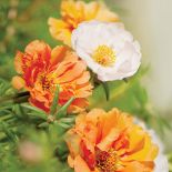 Portulaka wielkokwiatowa