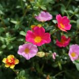 portulaka w ogrodzie