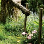 Pośrod traw kwitną stokrotki i niezapominajki.