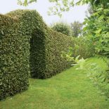 Potężne żywopłoty-ściany dzielące poszczególne części ogrodu powstały z grabów.