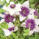 Powojnik kwiecisty Sieboldii. Czas na pnącza