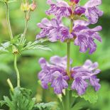 Praca w ogrodzie jest wspaniała zarówno dla ciała, jak i duszy. Zwłaszcza w tak pięknym i wielkim ogrodzie.