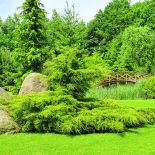 Przez działkę płynie strumyk. Wokół drzewa iglaste, które zwykle rosną nad górskimi potokami