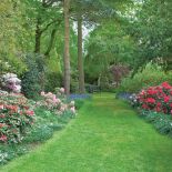 Przez ogród prowadzi ścieżka porośnięta azaliami.