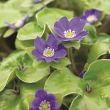 wiosenne kwiaty przylaszczki