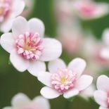 Przylaszczka odmiany