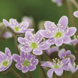 jak wyglądają przylaszczki