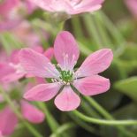 przylaszczka ogrodowa