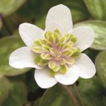 przylaszczki kiedy kwitną