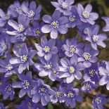 przylaszczka pospolita