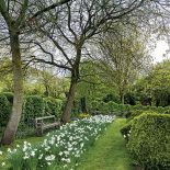 Przystrzyżone bukszpany są pięknym tłem dla wiosennych kwiatów. Na pierwszym planie narcyzy.