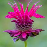 Pysznogłówka kwiat