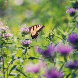 Pysznogłówka wabi pszczoły i motyle