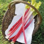 Rabarbarowa uczta. Rabarbarowa uczta