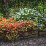 rabata ogrodowa z funkią hostą