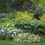 rabaty ogrodowe z funkią