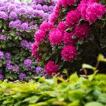 Różanecznik rododendron