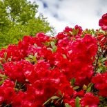 Rododendron –  sadzenie, kwitnienie, choroby