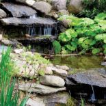 Rododendrony kochają wilgoć, doskonale czują się więc w pobliżu oczek wodnych.